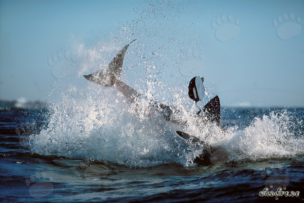 Breaching Great White Shark near Dyer Island