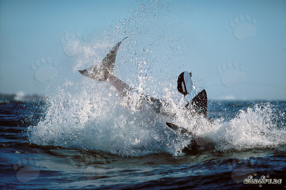 Requin blanc sautant devant l'île de Dyer