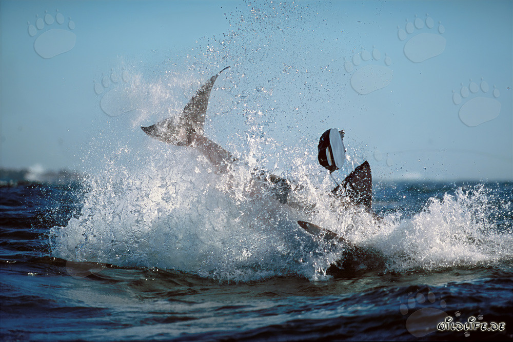 Tiburón blanco saltando frente a la Isla de Dyer