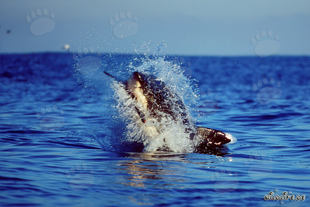 Fascinating Attack: Breaching Great White Shark near Dyer Island