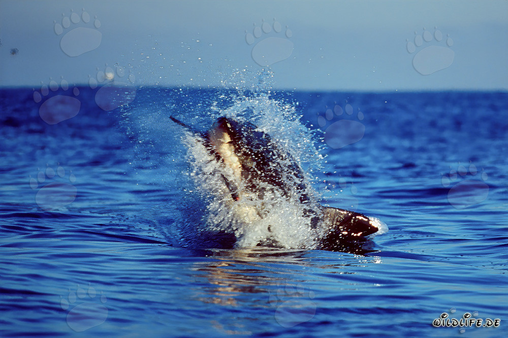 Ataque fascinante: Gran tiburón blanco saltando frente a la Isla Dyer