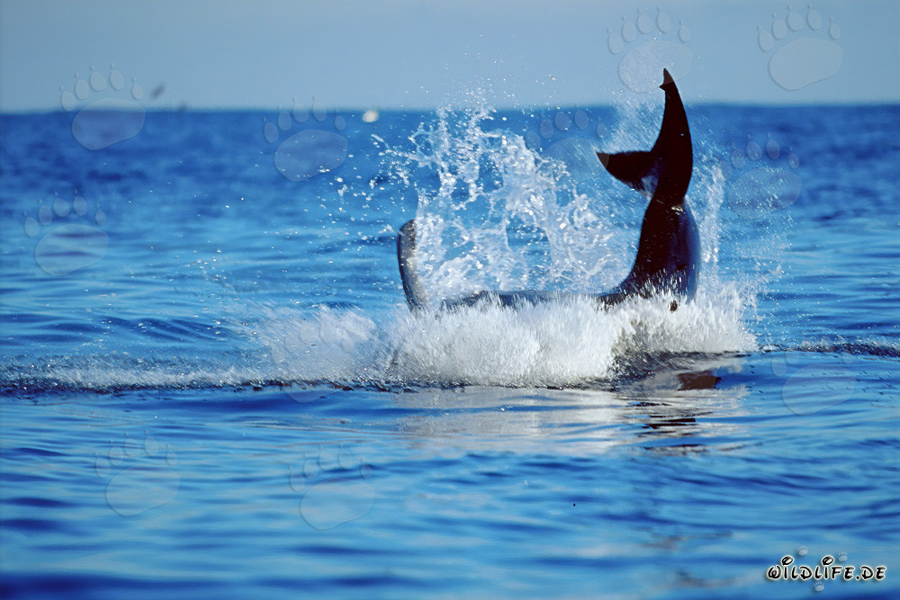 Grand requin blanc sautant devant l'île Dyer