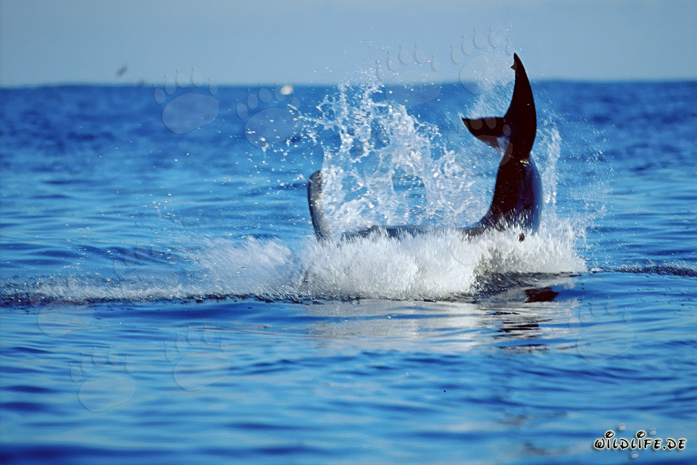 Breaching Great White Shark near Dyer Island