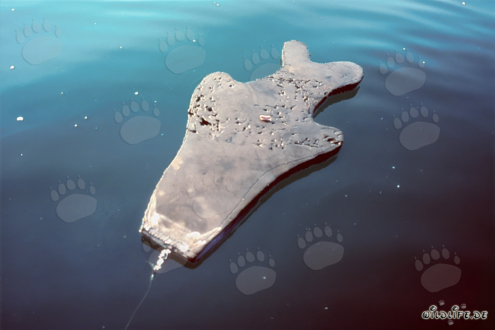 Ataque impresionante: Maniquí de foca de neopreno destruido por un gran tiburón blanco