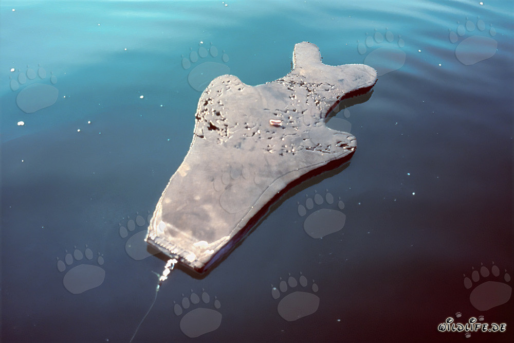 Attacco impressionante: Manichino di foca in neoprene distrutto da uno squalo bianco