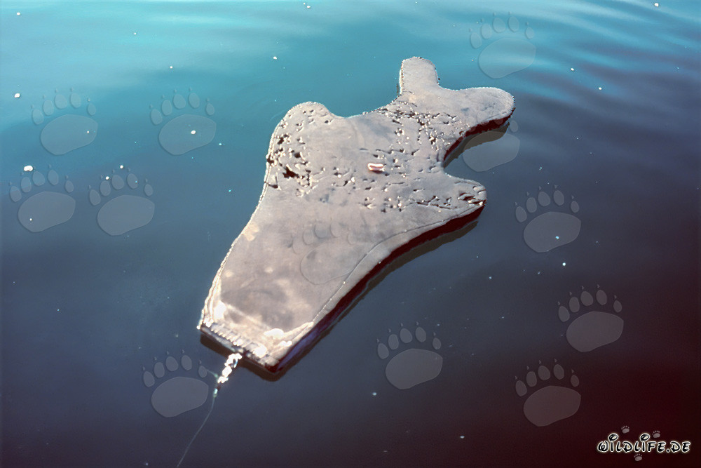 Impressive Attack: Neoprene Seal Decoy Destroyed by Great White Shark