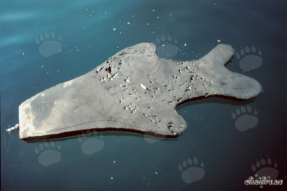 Rencontre avec un grand requin blanc : Attaque d'une réplique de phoque en néoprène