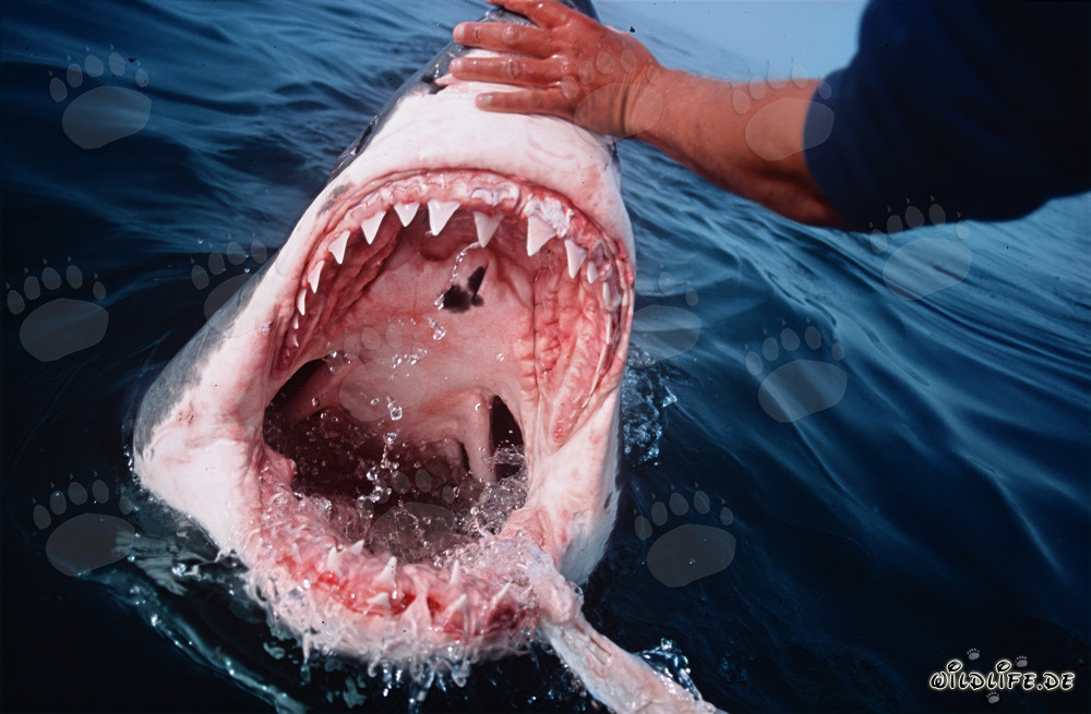 Les redoutables dents du Grand Requin Blanc