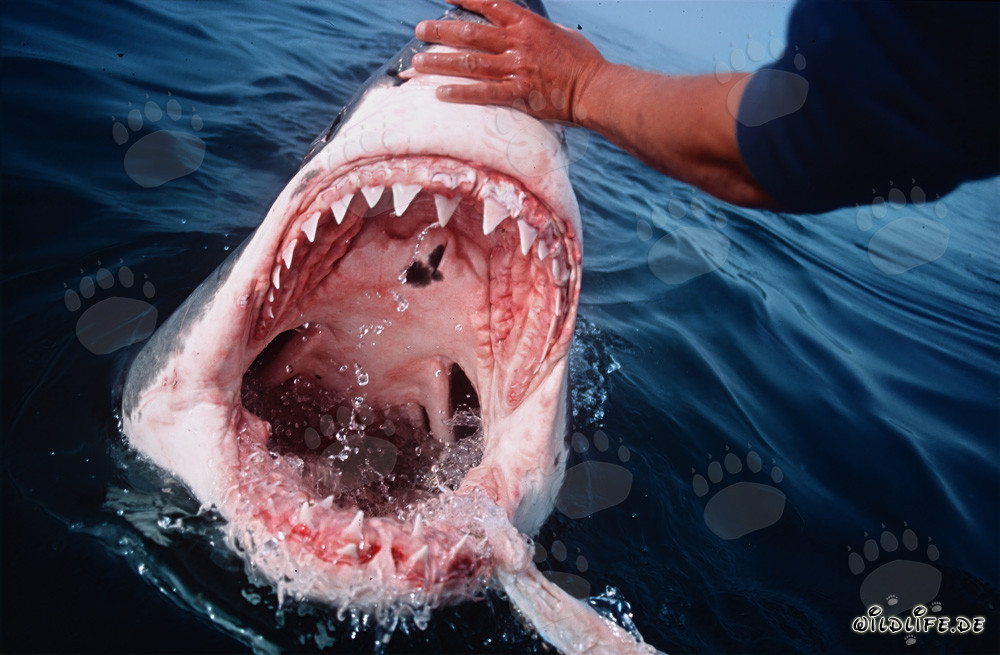 The terrifying teeth of the Great White Shark (Carcharodon carcharias)