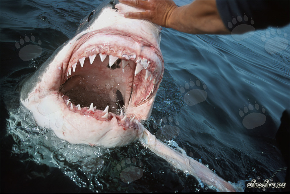 Fascinación y peligro: El gran tiburón blanco muestra sus impresionantes dientes