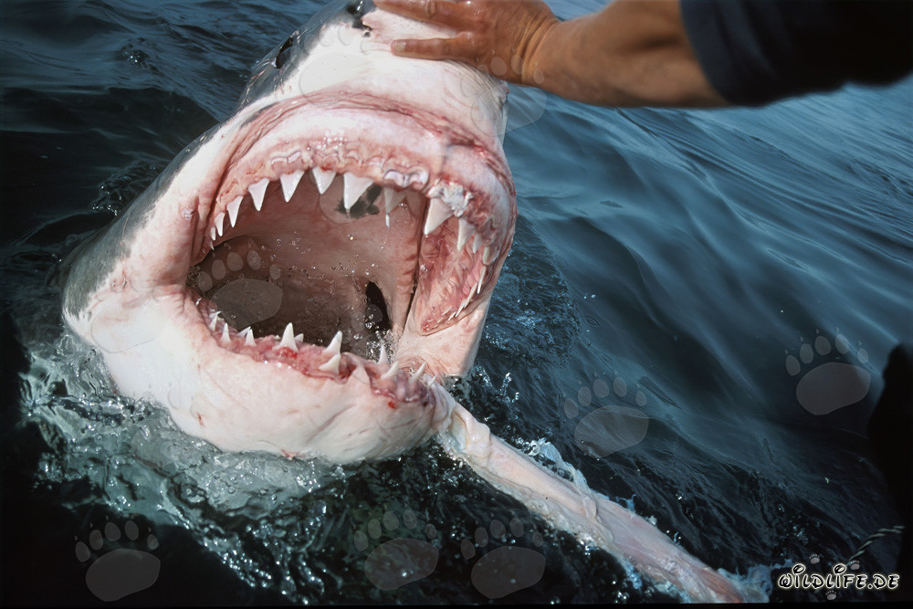 Fascination et danger : Le grand requin blanc montre ses impressionnantes dents