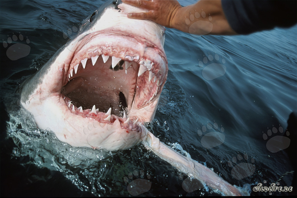 Fascination and Fear: The Great White Shark displays its impressive teeth