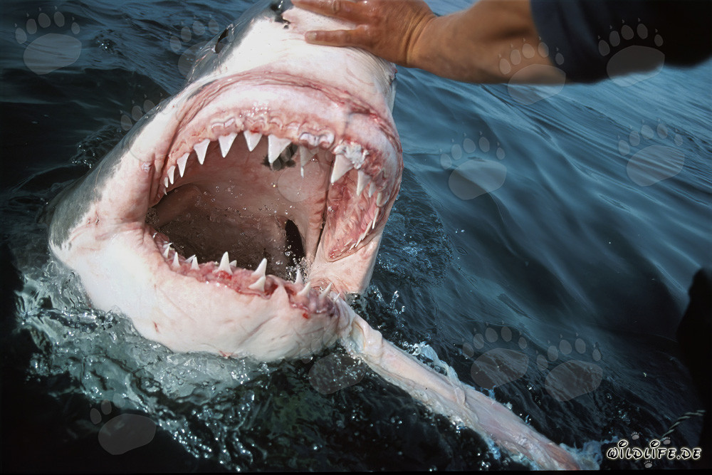Fascino e pericolo: Lo squalo bianco mostra i suoi impressionanti denti