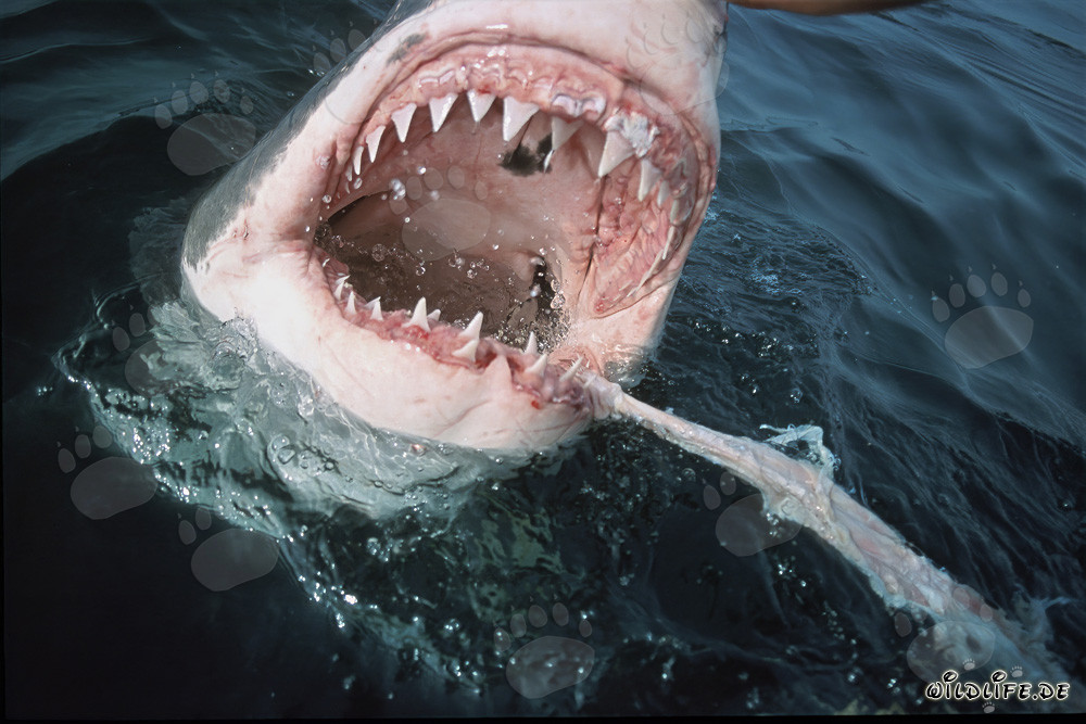 Grand requin blanc impressionnant chasse sa proie en surface de l'eau