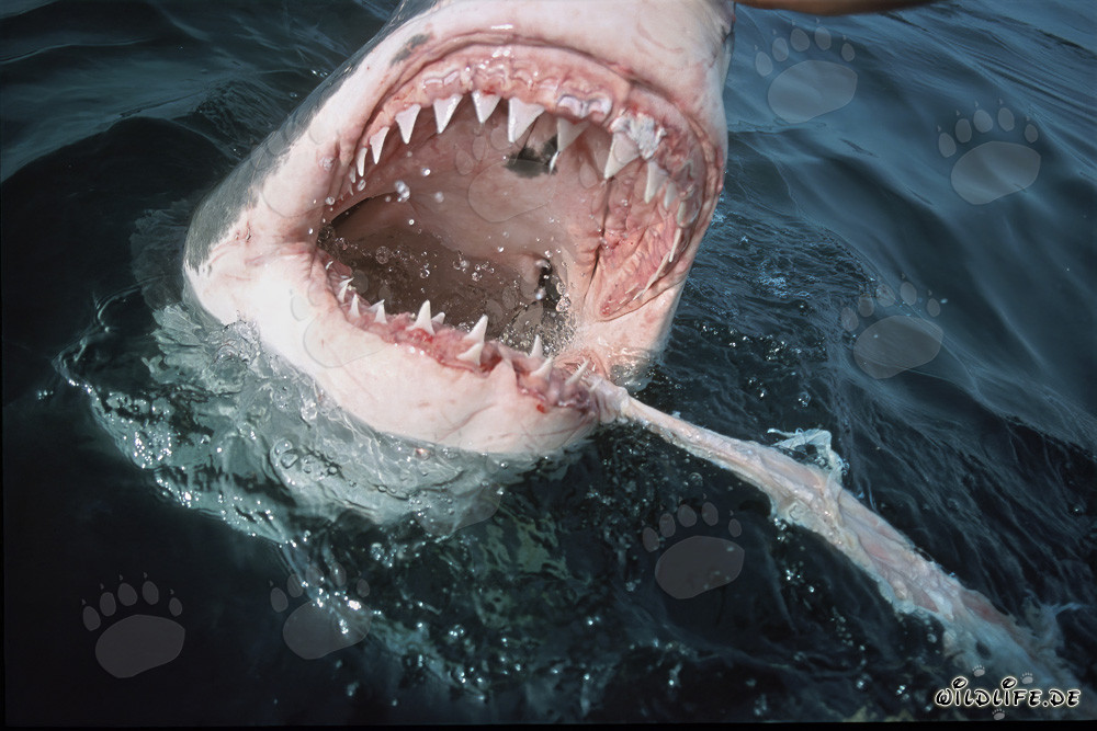 Impresionante tiburón blanco persigue presa en la superficie del agua