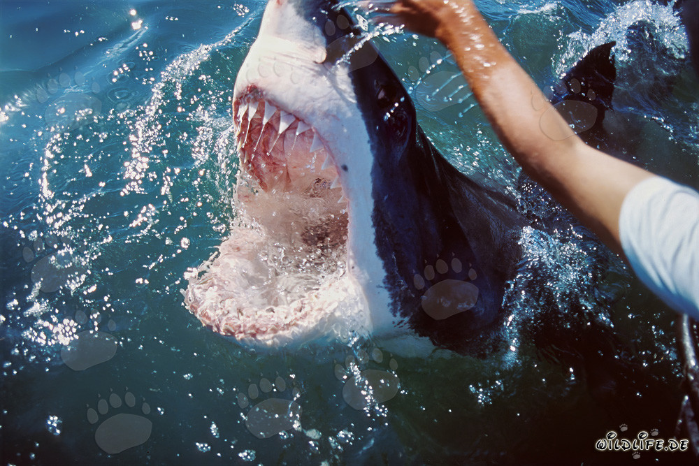 Rencontre fascinante avec le grand requin blanc