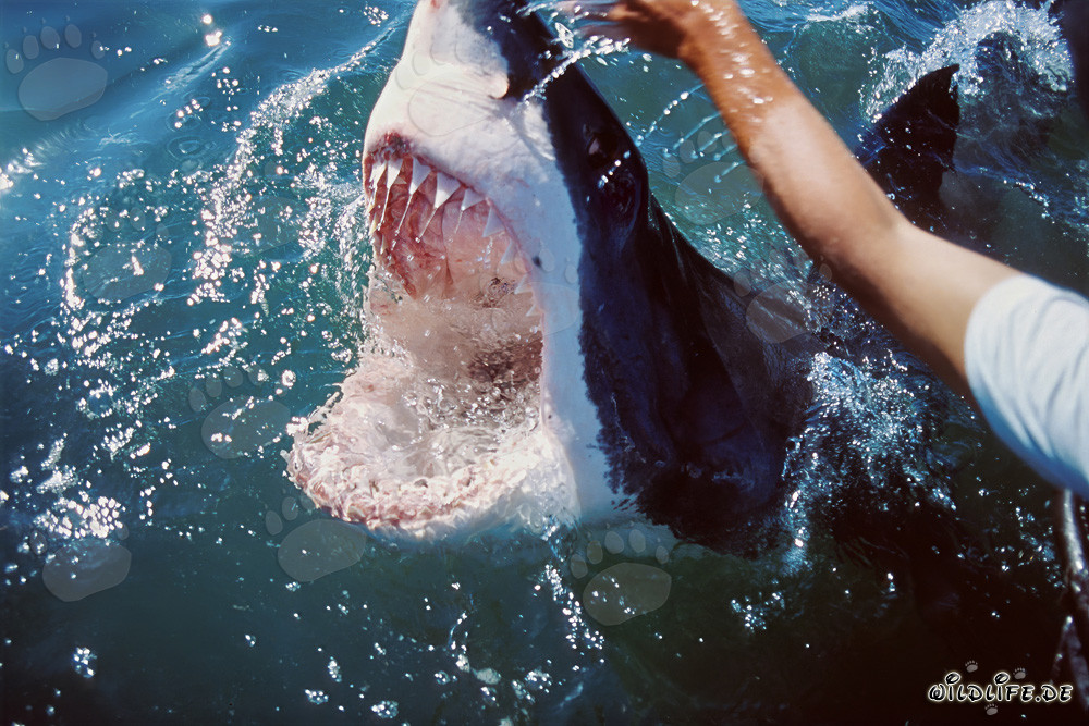 Fascinating Encounter with the Great White Shark