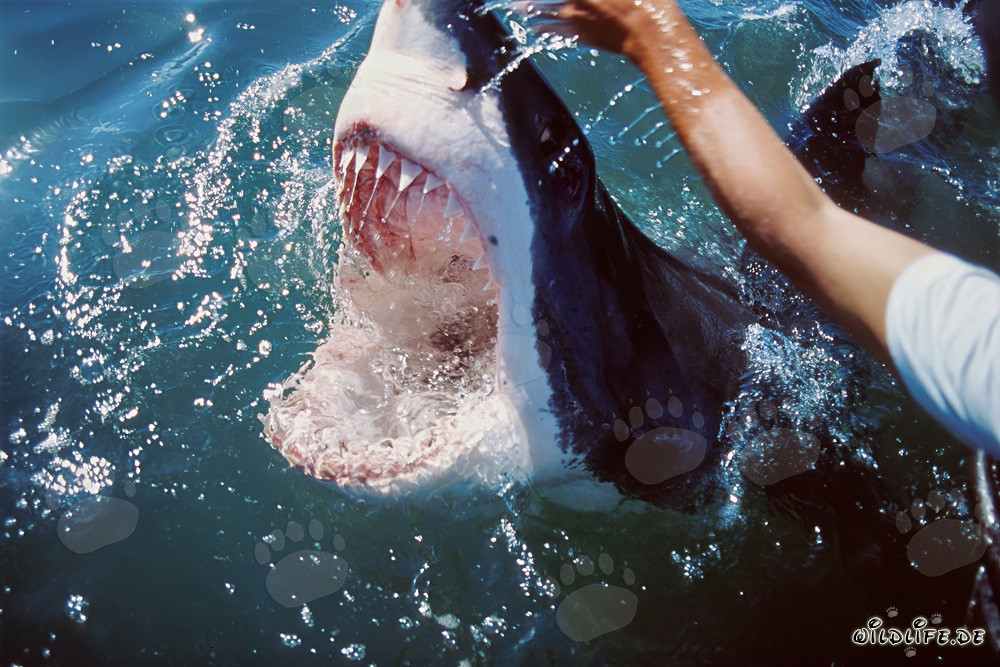 Encuentro fascinante con el tiburón blanco