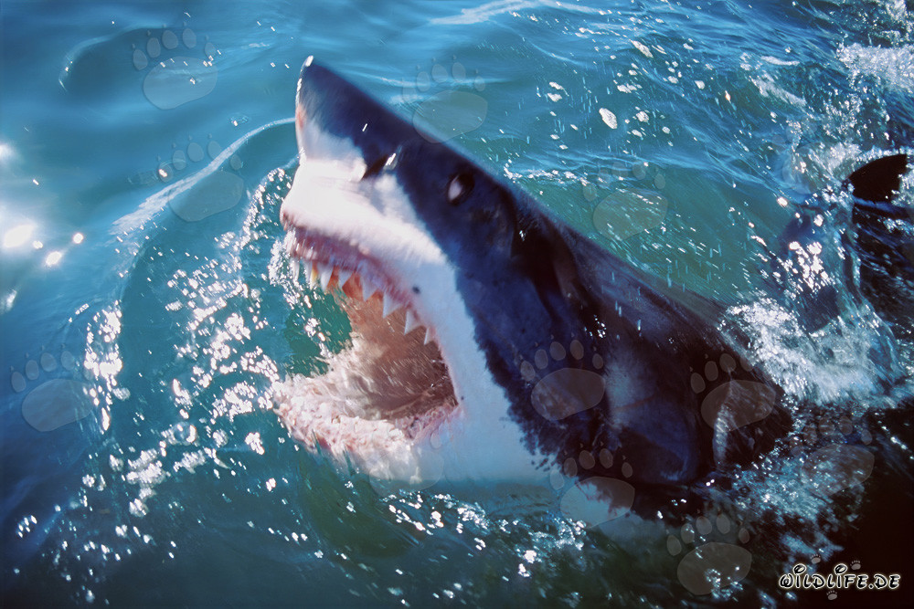 Impressive Great White Shark lifting its head out of the water