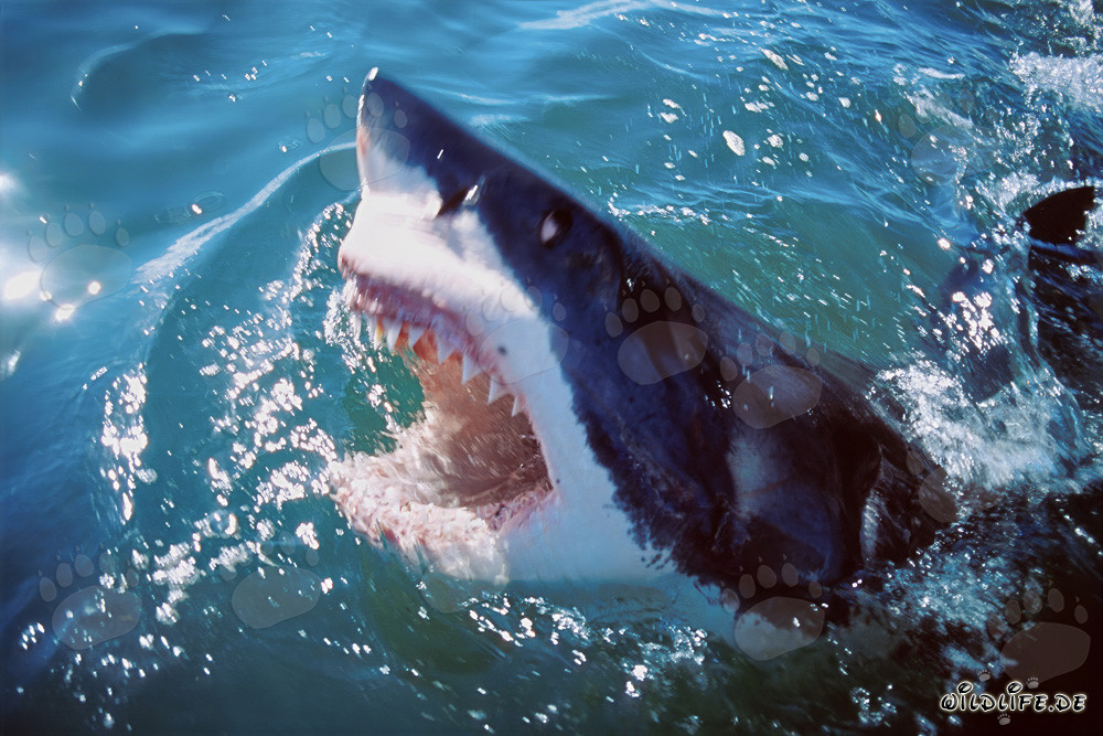 Grand requin blanc levant la tête hors de l'eau