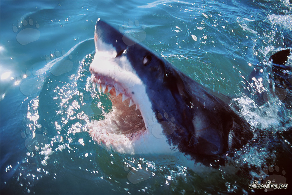 Impresionante tiburón blanco levantando la cabeza fuera del agua