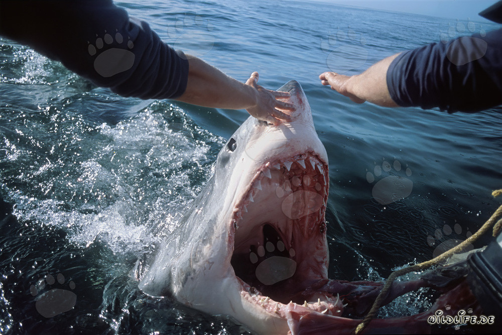 Great White Shark at the Outboard Motor