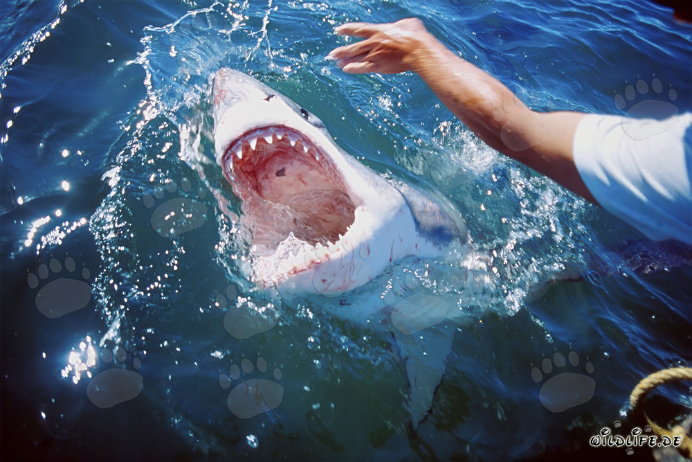 Grand Requin Blanc brise la surface de l'eau devant l'île Dyer
