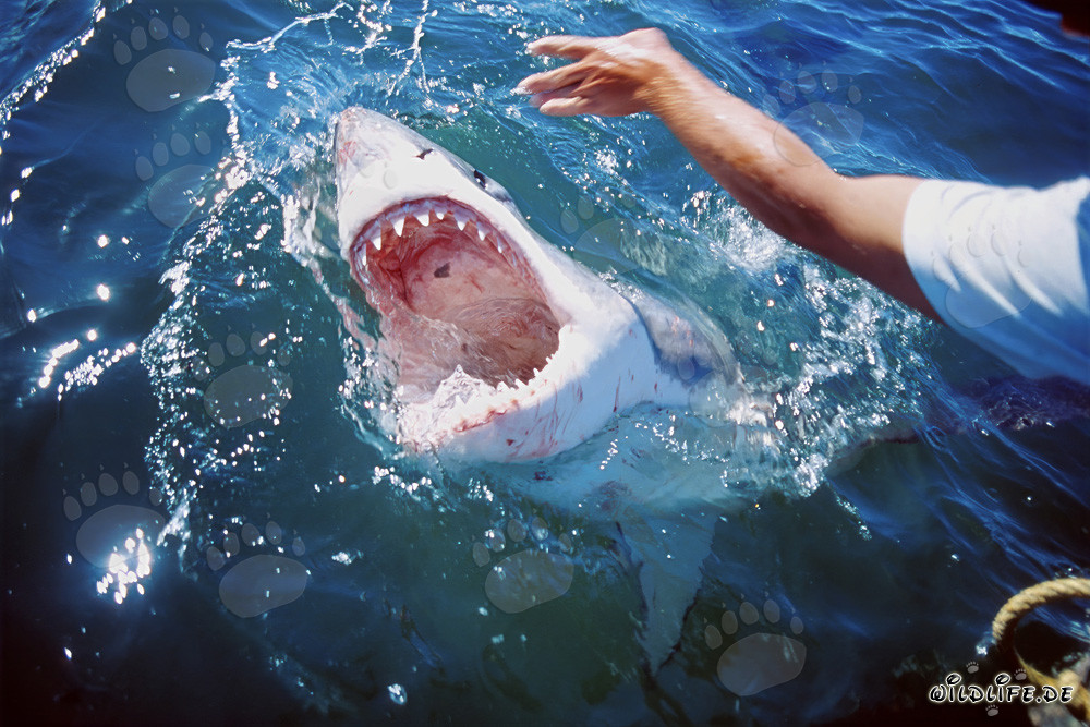 Gran Tiburón Blanco rompe la superficie del agua frente a la Isla Dyer