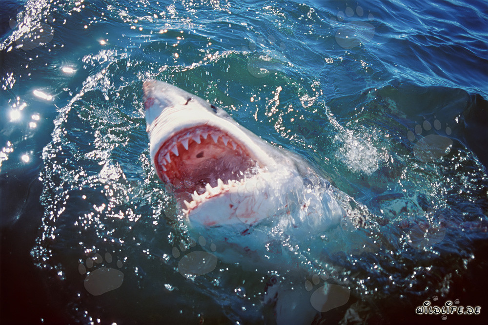 Grand requin blanc impressionnant montre ses redoutables dents