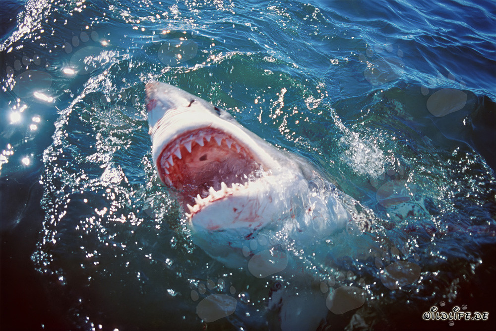 Impresionante Gran Tiburón Blanco muestra su temida dentadura