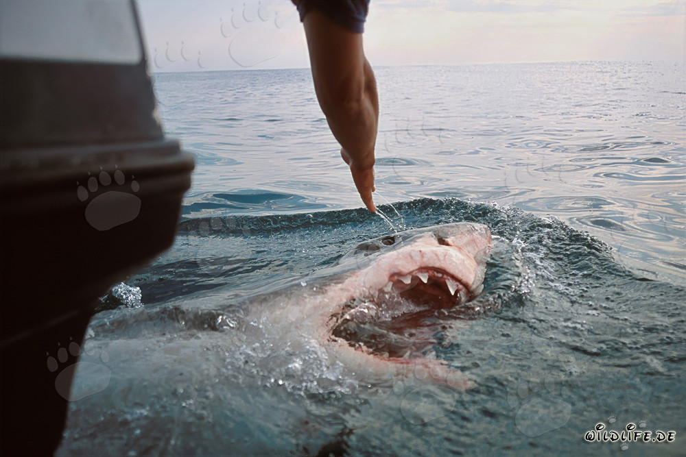 Gran tiburón blanco emerge justo detrás del bote
