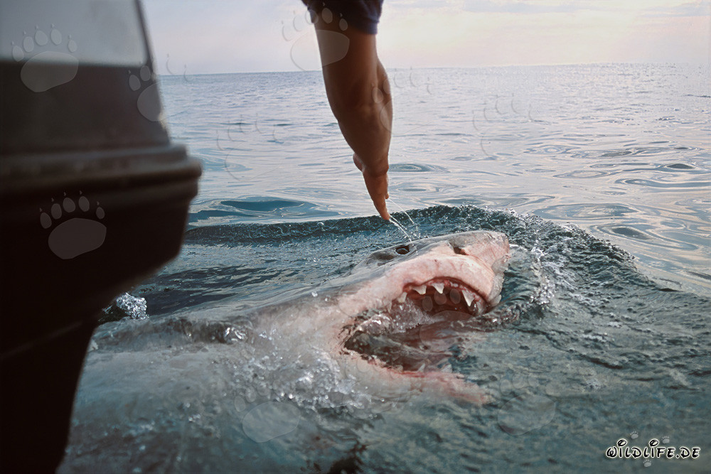 Grand requin blanc émerge juste derrière le bateau
