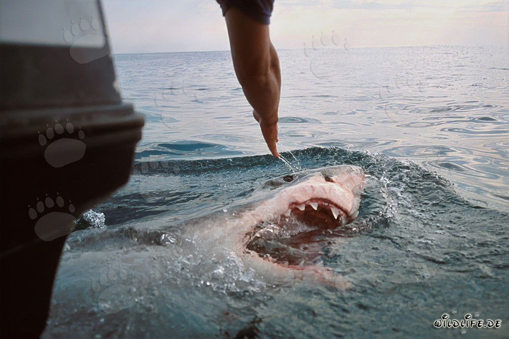 Great White Shark emerges directly behind the boat
