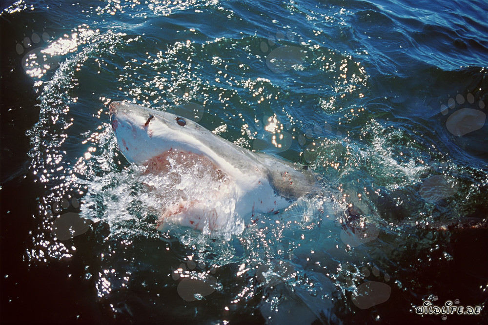 El ojo azul intenso del Gran Tiburón Blanco