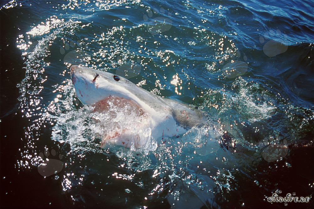L'œil bleu intense du Grand Requin Blanc