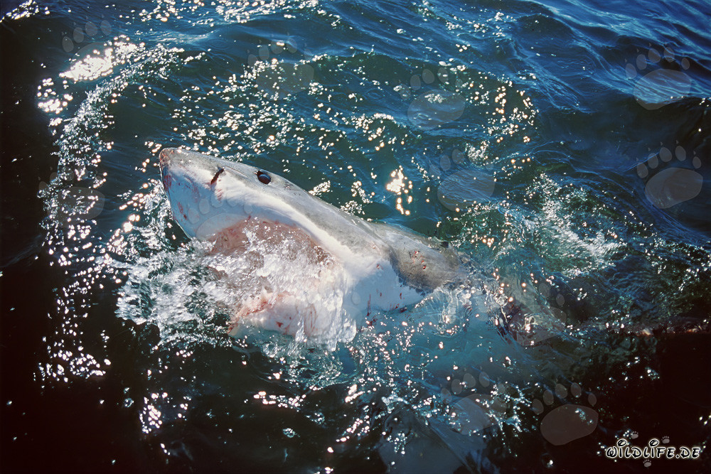 The bright blue eye of the white shark