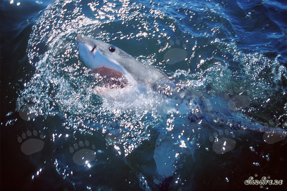Élégance et puissance réunies : le majestueux Grand Requin Blanc