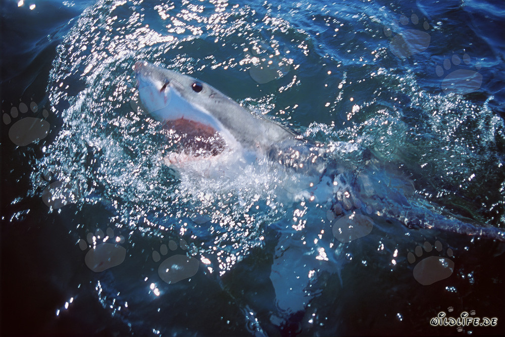 Elegance and Power Combined: The Majestic Great White Shark