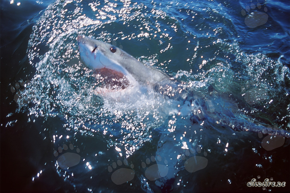 Elegancia y fuerza unidas: El majestuoso Tiburón Blanco
