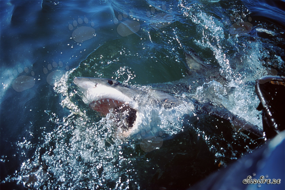 Impressive Great White Shark on the Water Surface in South Africa