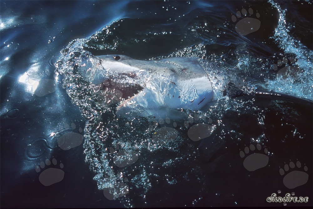 Great White Sharks: Feared Predators of the Seas