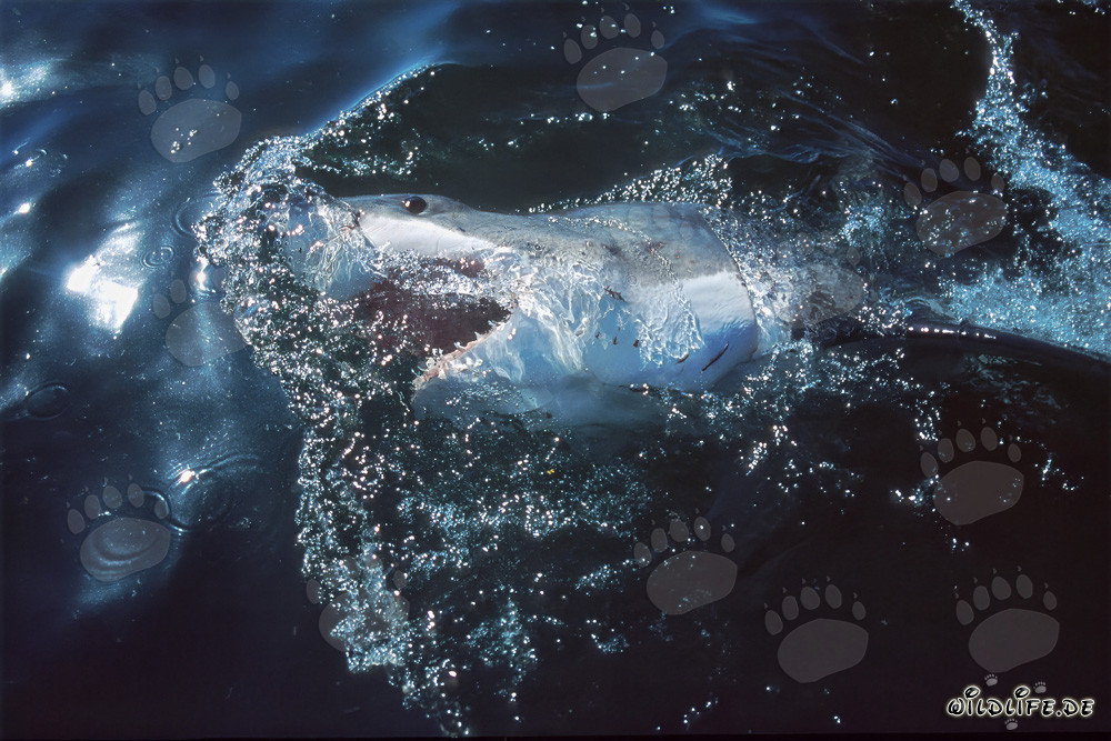 Requins blancs : redoutables chasseurs des mers