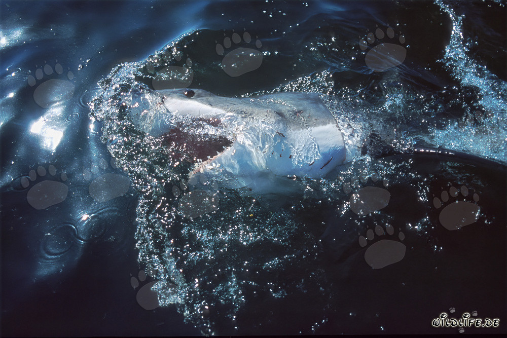 Tiburones blancos: temidos cazadores de los mares