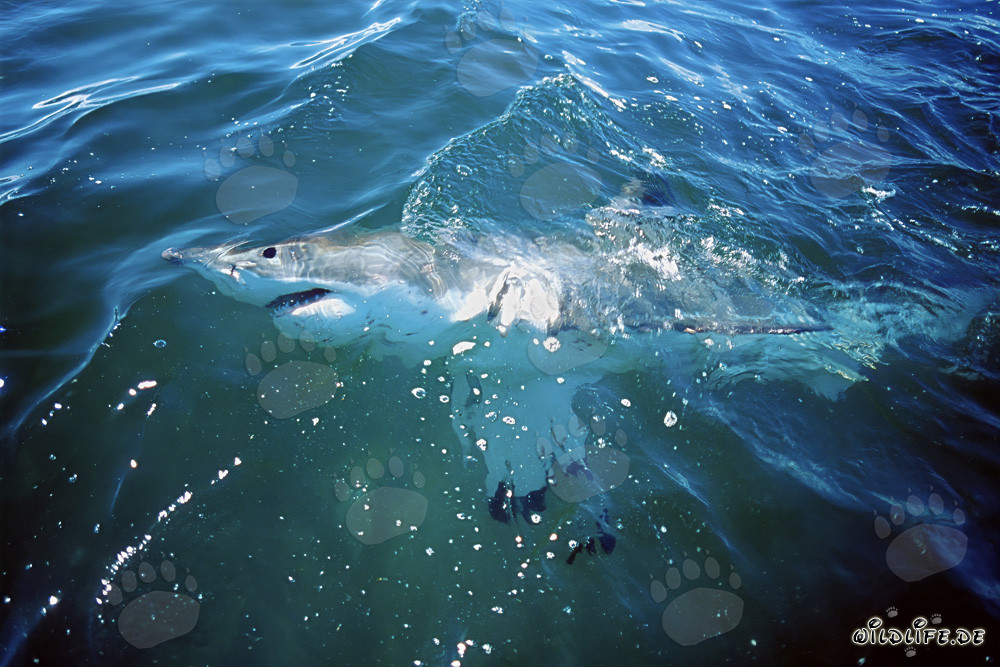Impressive Great White Shark patrolling on the water surface