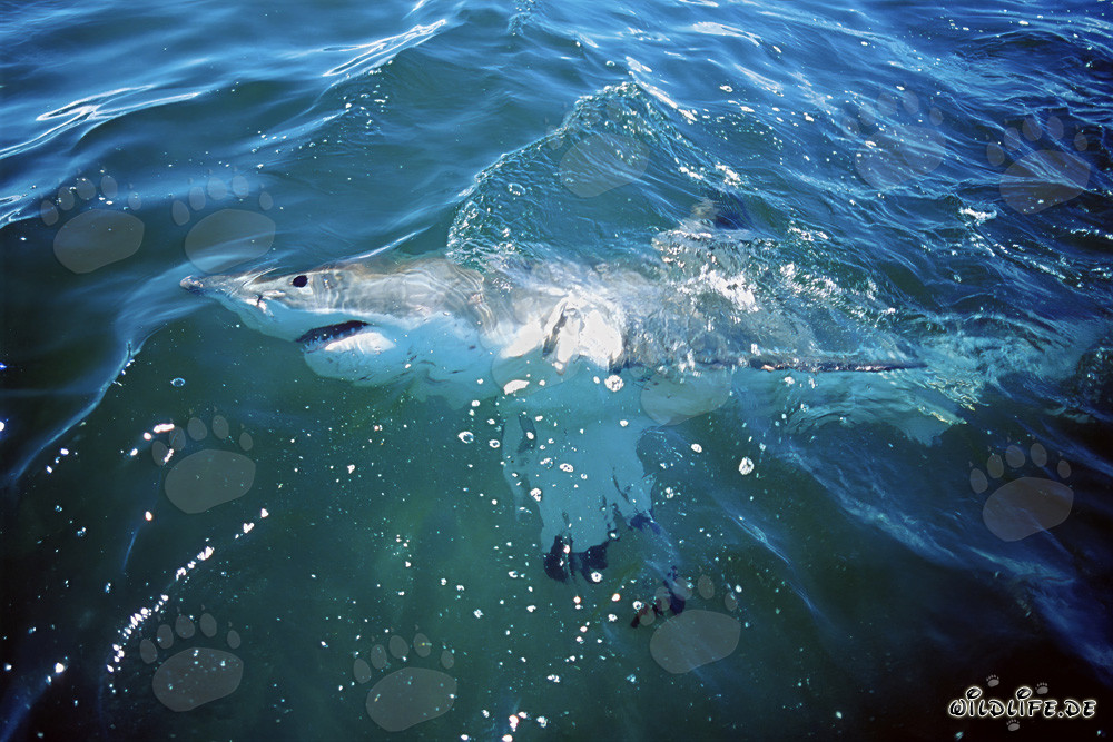 Grand requin blanc impressionnant patrouille à la surface de l'eau