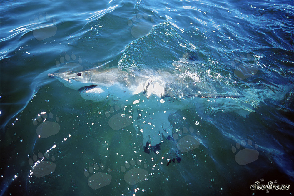 Impresionante tiburón blanco patrulla en la superficie del agua