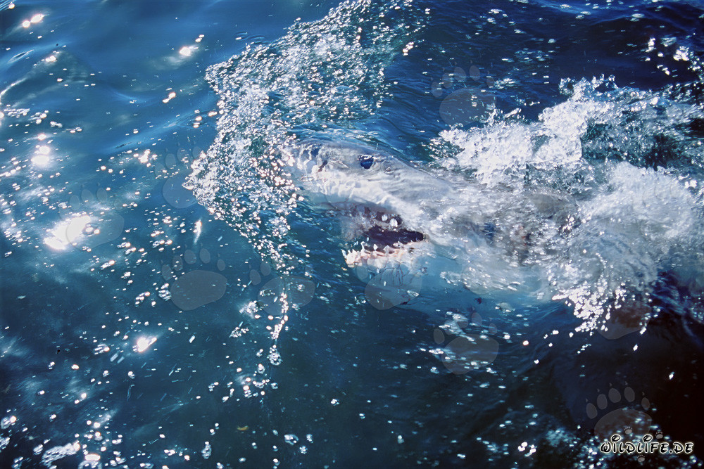 Great White Shark explores the world above the water