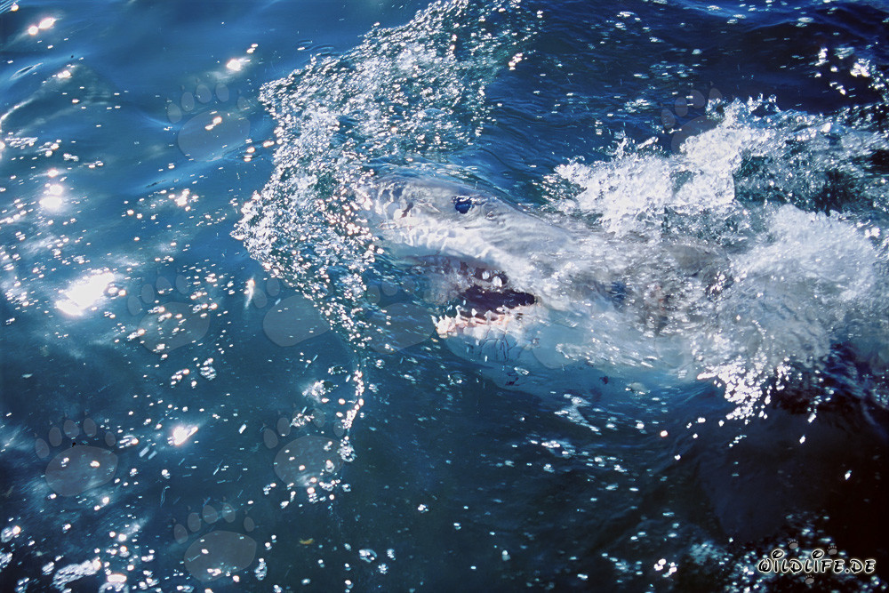 Requin blanc explore le monde à la surface de l'eau