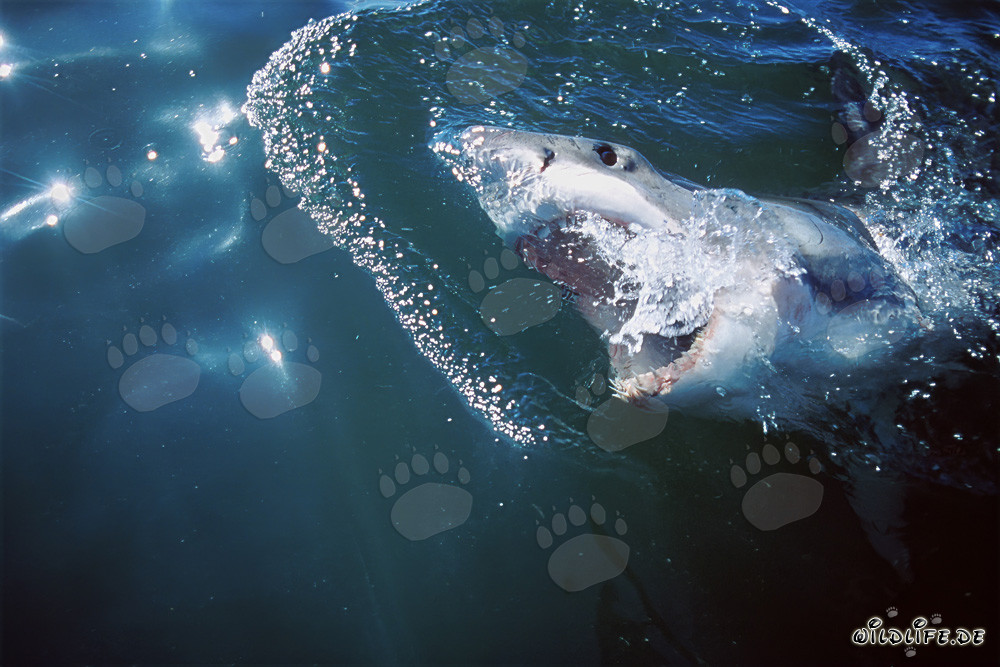 Great White Shark in expectation of the bait off the coast of Gansbaai