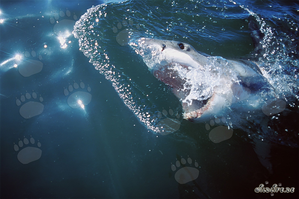 Grand requin blanc en attente de proie au large de Gansbaai